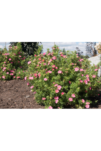 Перстач чагарниковий / Лапчатка кущова Белліссіма®